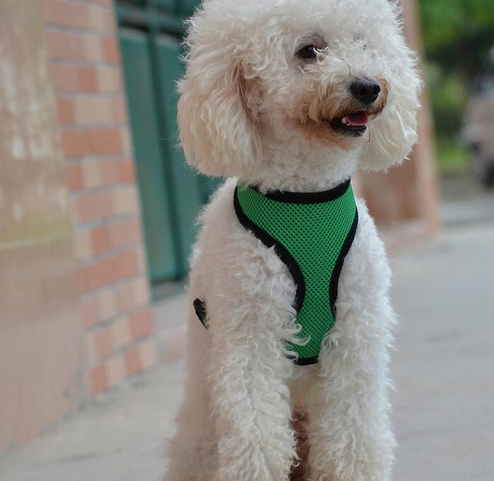 Net cloth chest and back pet net cloth chest and back belt small dog going out to walk dog pet supplies